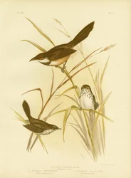 騒々しいスクラブ鳥、1891